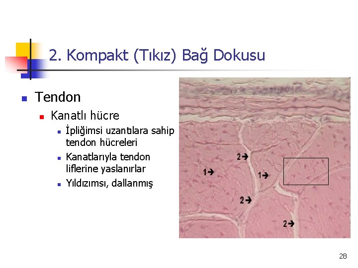 2. Kompakt (Tıkız) Bağ Dokusu n Tendon n Kanatlı hücre n n n İpliğimsi