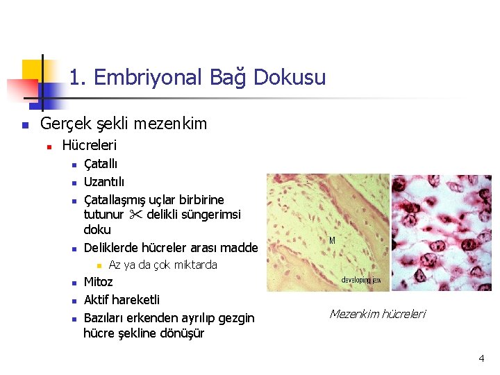 1. Embriyonal Bağ Dokusu n Gerçek şekli mezenkim n Hücreleri n n Çatallı Uzantılı