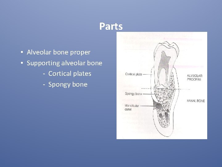 Parts • Alveolar bone proper • Supporting alveolar bone - Cortical plates - Spongy