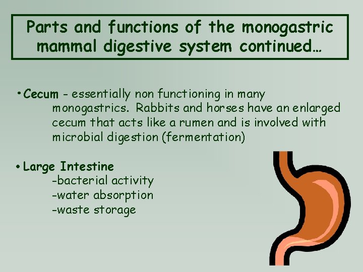 Parts and functions of the monogastric mammal digestive system continued… • Cecum - essentially