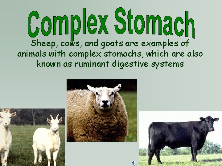 Sheep, cows, and goats are examples of animals with complex stomachs, which are also