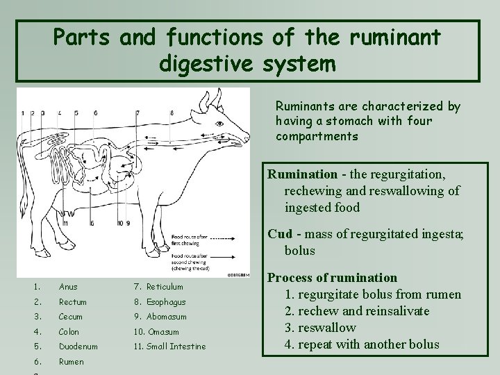 Parts and functions of the ruminant digestive system Ruminants are characterized by having a