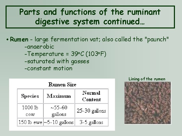 Parts and functions of the ruminant digestive system continued… • Rumen - large fermentation