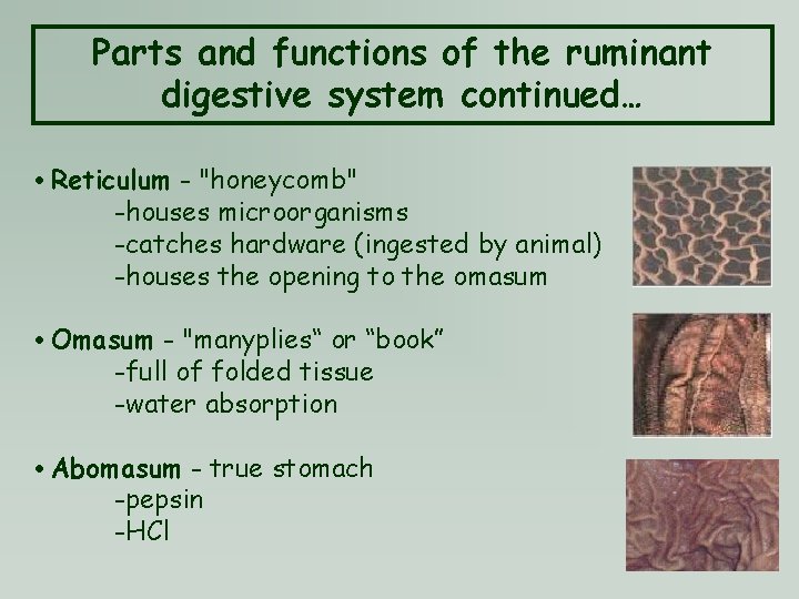 Parts and functions of the ruminant digestive system continued… • Reticulum - "honeycomb" -houses