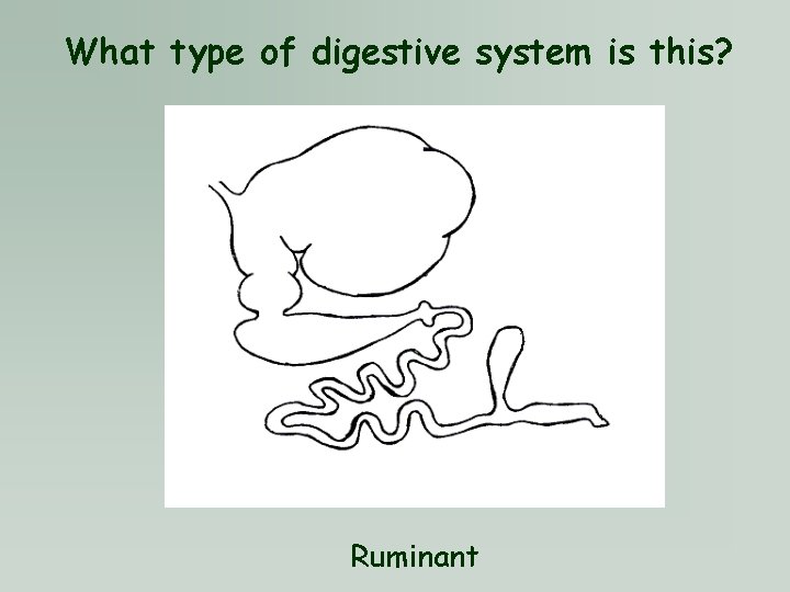 What type of digestive system is this? Ruminant 
