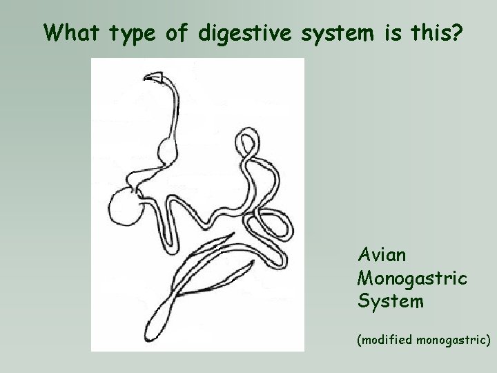 What type of digestive system is this? Avian Monogastric System (modified monogastric) 