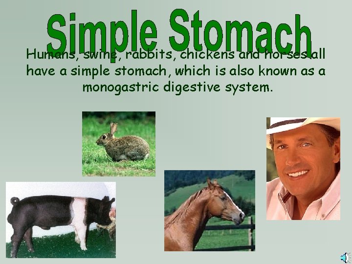 Humans, swine, rabbits, chickens and horses all have a simple stomach, which is also