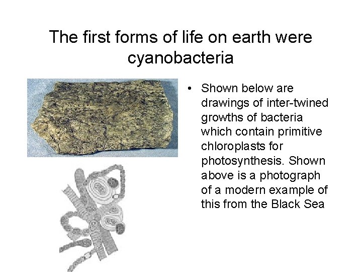 The first forms of life on earth were cyanobacteria • Shown below are drawings