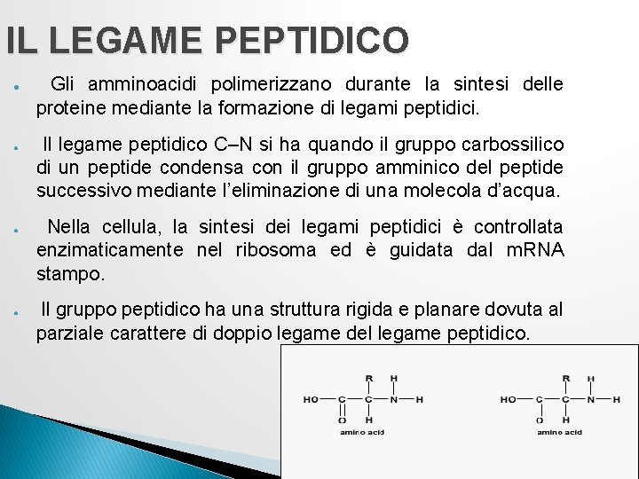IL LEGAME PEPTIDICO ● ● Gli amminoacidi polimerizzano durante la sintesi delle proteine mediante IL LEGAME PEPTIDICO ● ● Gli amminoacidi polimerizzano durante la sintesi delle proteine mediante