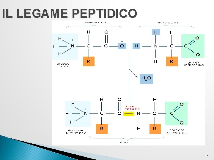 IL LEGAME PEPTIDICO 12 IL LEGAME PEPTIDICO 12
