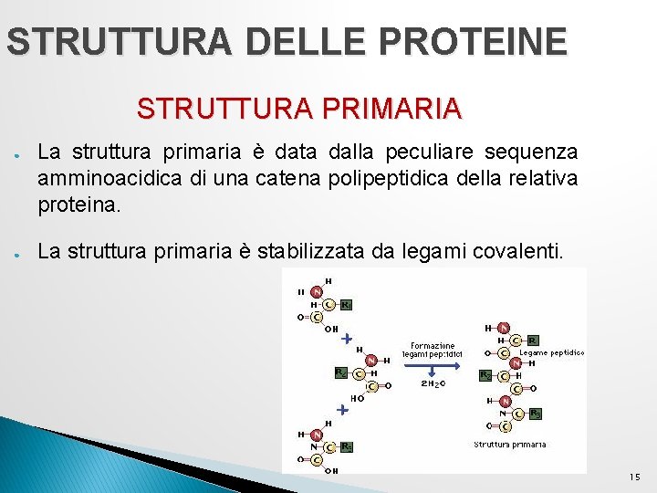 STRUTTURA DELLE PROTEINE STRUTTURA PRIMARIA ● ● La struttura primaria è data dalla peculiare STRUTTURA DELLE PROTEINE STRUTTURA PRIMARIA ● ● La struttura primaria è data dalla peculiare