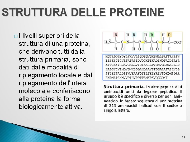 STRUTTURA DELLE PROTEINE �I livelli superiori della struttura di una proteina, che derivano tutti STRUTTURA DELLE PROTEINE �I livelli superiori della struttura di una proteina, che derivano tutti