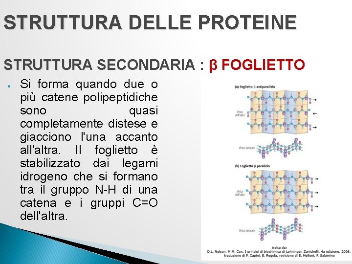 STRUTTURA DELLE PROTEINE STRUTTURA SECONDARIA : β FOGLIETTO ● Si forma quando due o STRUTTURA DELLE PROTEINE STRUTTURA SECONDARIA : β FOGLIETTO ● Si forma quando due o