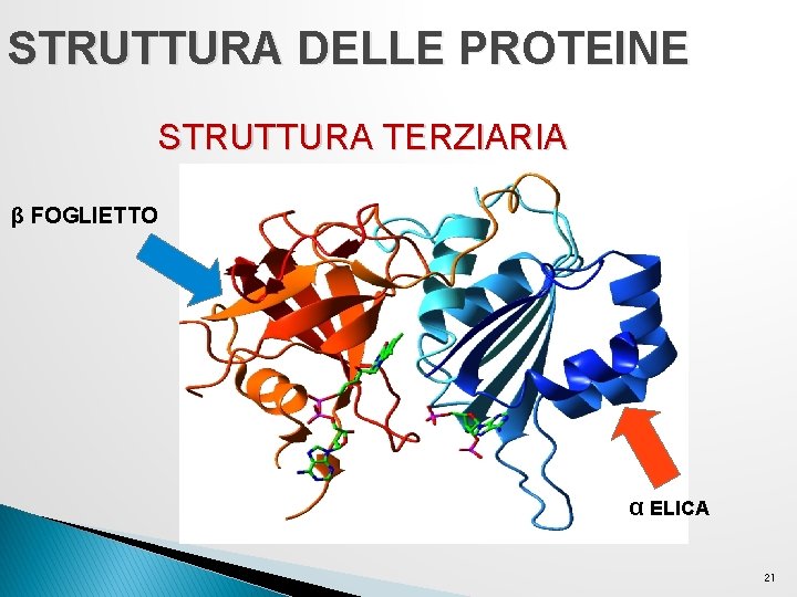 STRUTTURA DELLE PROTEINE STRUTTURA TERZIARIA β FOGLIETTO α ELICA 21 STRUTTURA DELLE PROTEINE STRUTTURA TERZIARIA β FOGLIETTO α ELICA 21