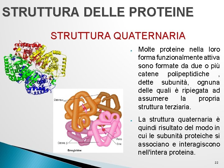 STRUTTURA DELLE PROTEINE STRUTTURA QUATERNARIA ● ● Molte proteine nella loro forma funzionalmente attiva STRUTTURA DELLE PROTEINE STRUTTURA QUATERNARIA ● ● Molte proteine nella loro forma funzionalmente attiva
