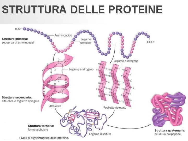 STRUTTURA DELLE PROTEINE 23 STRUTTURA DELLE PROTEINE 23