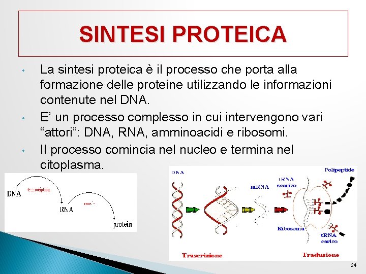 SINTESI PROTEICA • • • La sintesi proteica è il processo che porta alla SINTESI PROTEICA • • • La sintesi proteica è il processo che porta alla
