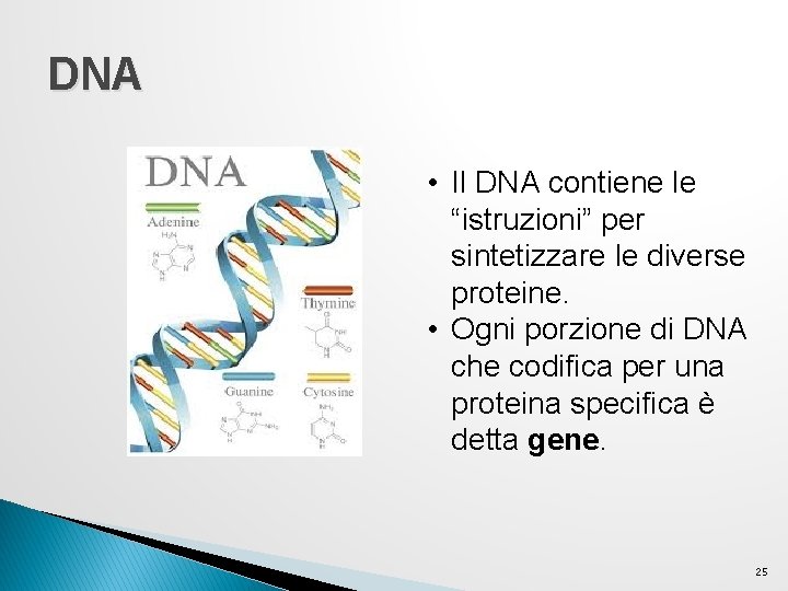 DNA • Il DNA contiene le “istruzioni” per sintetizzare le diverse proteine. • Ogni DNA • Il DNA contiene le “istruzioni” per sintetizzare le diverse proteine. • Ogni