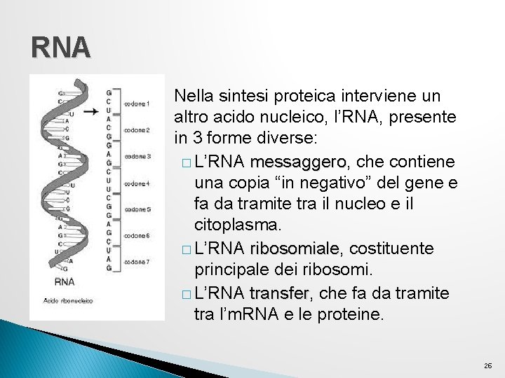 RNA Nella sintesi proteica interviene un altro acido nucleico, l’RNA, presente in 3 forme RNA Nella sintesi proteica interviene un altro acido nucleico, l’RNA, presente in 3 forme