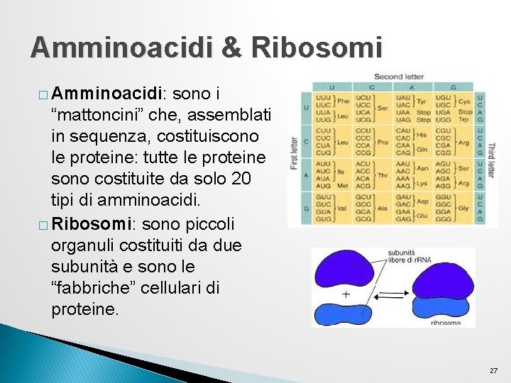 Amminoacidi & Ribosomi � Amminoacidi: sono i “mattoncini” che, assemblati in sequenza, costituiscono le Amminoacidi & Ribosomi � Amminoacidi: sono i “mattoncini” che, assemblati in sequenza, costituiscono le