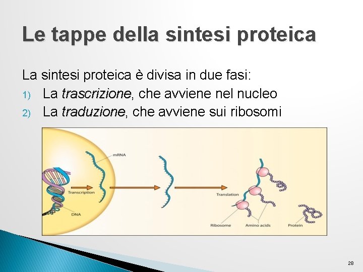 Le tappe della sintesi proteica La sintesi proteica è divisa in due fasi: 1) Le tappe della sintesi proteica La sintesi proteica è divisa in due fasi: 1)