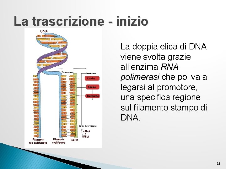 La trascrizione - inizio La doppia elica di DNA viene svolta grazie all’enzima RNA La trascrizione - inizio La doppia elica di DNA viene svolta grazie all’enzima RNA