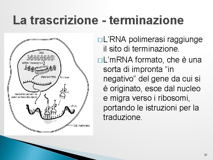 La trascrizione - terminazione � L’RNA polimerasi raggiunge il sito di terminazione. � L’m. La trascrizione - terminazione � L’RNA polimerasi raggiunge il sito di terminazione. � L’m.
