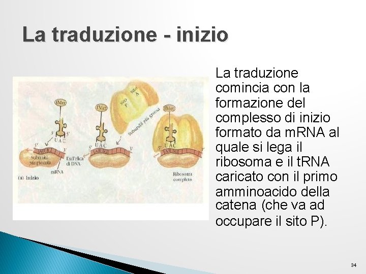 La traduzione - inizio La traduzione comincia con la formazione del complesso di inizio La traduzione - inizio La traduzione comincia con la formazione del complesso di inizio