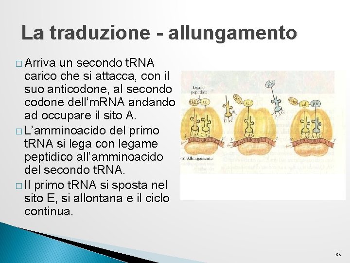 La traduzione - allungamento � Arriva un secondo t. RNA carico che si attacca, La traduzione - allungamento � Arriva un secondo t. RNA carico che si attacca,