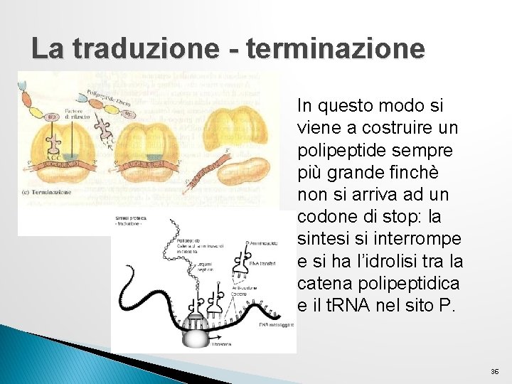 La traduzione - terminazione In questo modo si viene a costruire un polipeptide sempre La traduzione - terminazione In questo modo si viene a costruire un polipeptide sempre