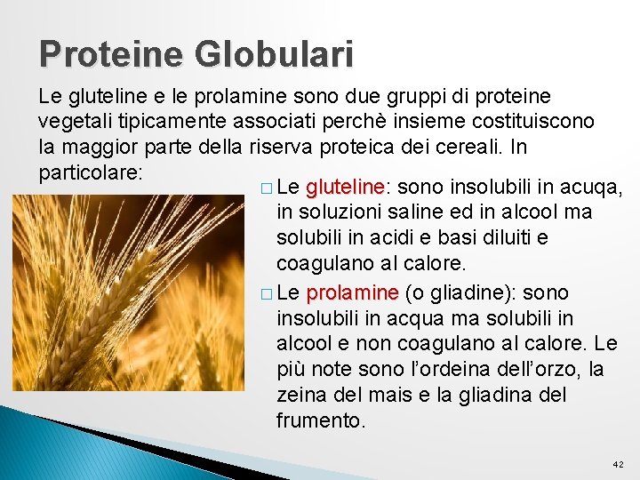 Proteine Globulari Le gluteline e le prolamine sono due gruppi di proteine vegetali tipicamente Proteine Globulari Le gluteline e le prolamine sono due gruppi di proteine vegetali tipicamente
