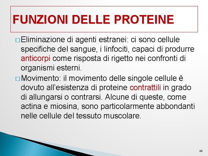 FUNZIONI DELLE PROTEINE � Eliminazione di agenti estranei: ci sono cellule specifiche del sangue, FUNZIONI DELLE PROTEINE � Eliminazione di agenti estranei: ci sono cellule specifiche del sangue,