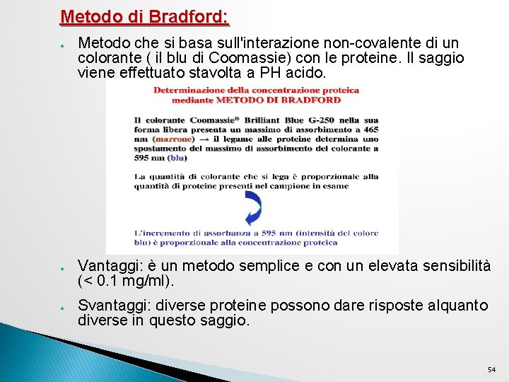 Metodo di Bradford: ● ● ● Metodo che si basa sull'interazione non-covalente di un Metodo di Bradford: ● ● ● Metodo che si basa sull'interazione non-covalente di un