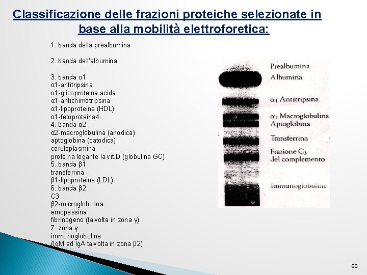 Classificazione delle frazioni proteiche selezionate in base alla mobilità elettroforetica: 1. banda della prealbumina Classificazione delle frazioni proteiche selezionate in base alla mobilità elettroforetica: 1. banda della prealbumina