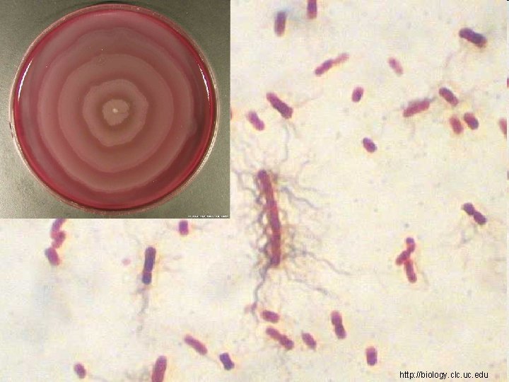 http: //biology. clc. uc. edu 