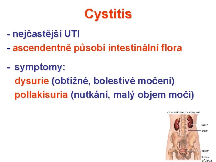 Cystitis - nejčastější UTI - ascendentně působí intestinální flora - symptomy: dysurie (obtížné, bolestivé