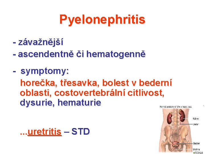 Pyelonephritis - závažnější - ascendentně či hematogenně - symptomy: horečka, třesavka, bolest v bederní