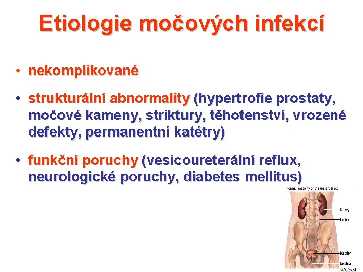 Etiologie močových infekcí • nekomplikované • strukturální abnormality (hypertrofie prostaty, močové kameny, striktury, těhotenství,