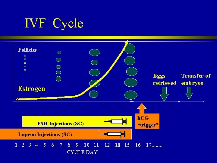 IVF Cycle Follicles Estrogen FSH Injections (SC) Eggs Transfer of retrieved embryos h. CG