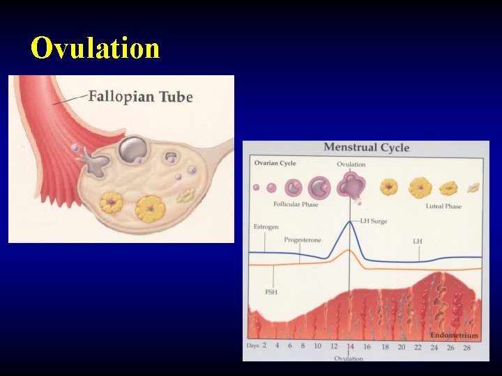 Ovulation 