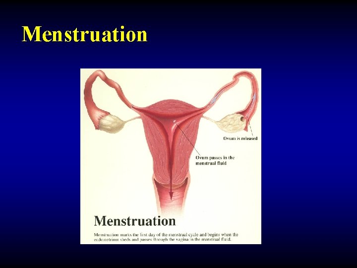 Menstruation 