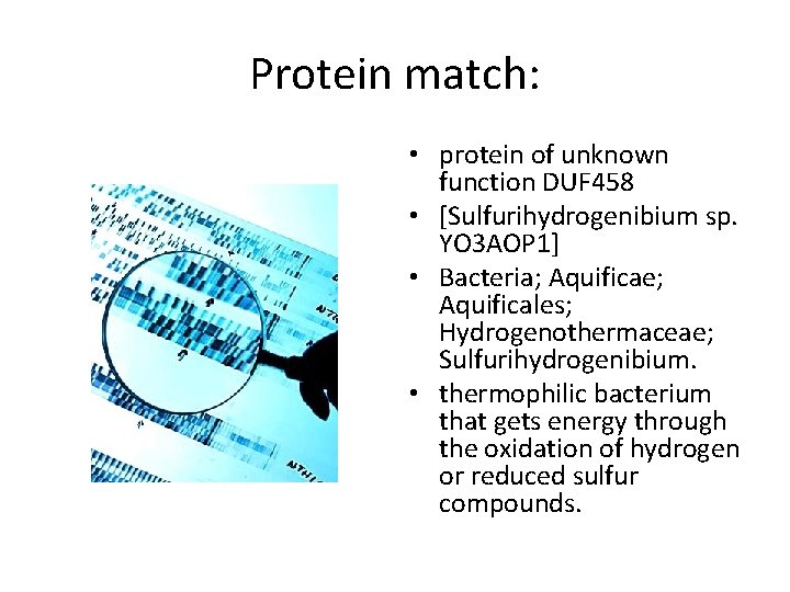 Protein match: • protein of unknown function DUF 458 • [Sulfurihydrogenibium sp. YO 3