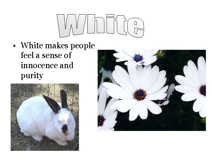  • White makes people feel a sense of innocence and purity 