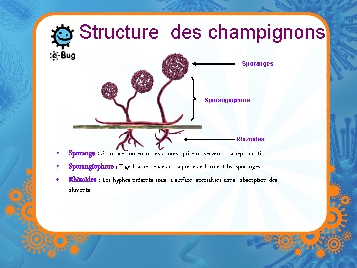 Structure des champignons Sporanges Sporangiophore Rhizoïdes • Sporange : Structure contenant les spores, qui