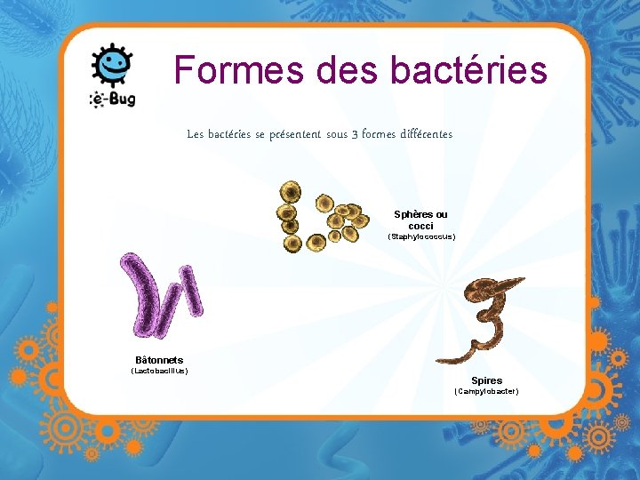 Formes des bactéries Les bactéries se présentent sous 3 formes différentes Sphères ou cocci