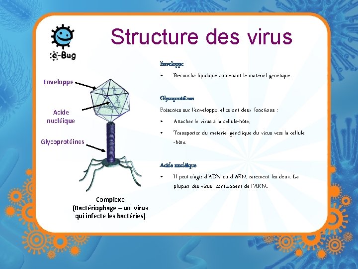 Structure des virus Enveloppe Acide nucléique Glycoprotéines Complexe (Bactériophage – un virus qui infecte