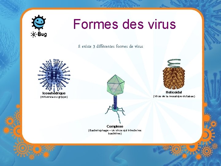 Formes des virus Il existe 3 différentes formes de virus Helicoïdal Icosahédrique (Virus de