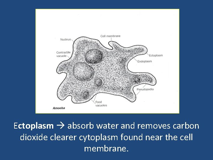 Ectoplasm absorb water and removes carbon dioxide clearer cytoplasm found near the cell membrane.