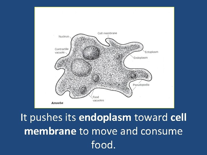 It pushes its endoplasm toward cell membrane to move and consume food. 