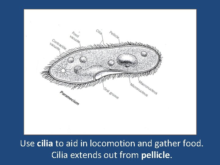 Use cilia to aid in locomotion and gather food. Cilia extends out from pellicle.